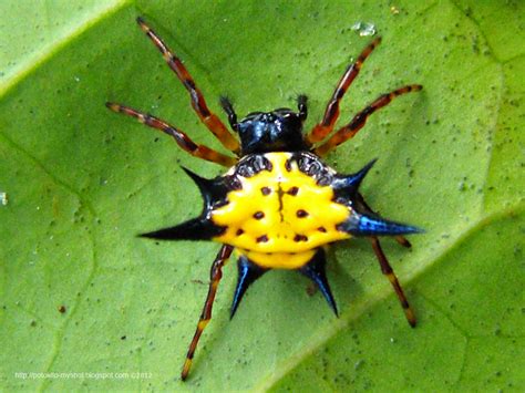 gasteracantha hasselti.